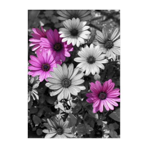 Purple African Daisy Flowers Partial Color   Acrylic Print