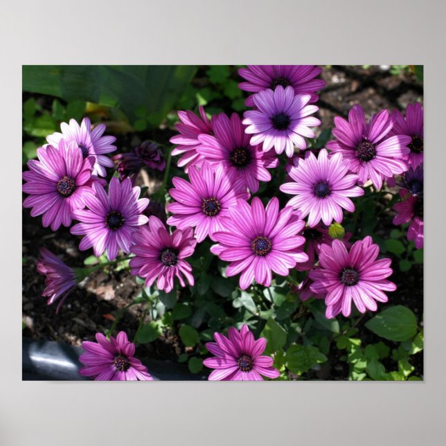 Purple African Daisy Flowers Poster (Front)