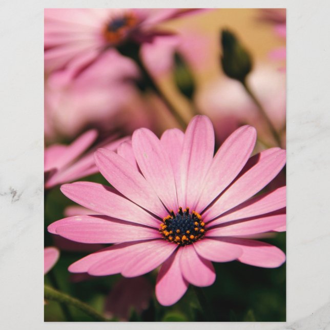Purple African Daisy Flyer (Front)