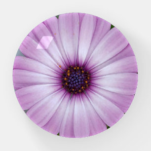 Purple African Daisy paperweight