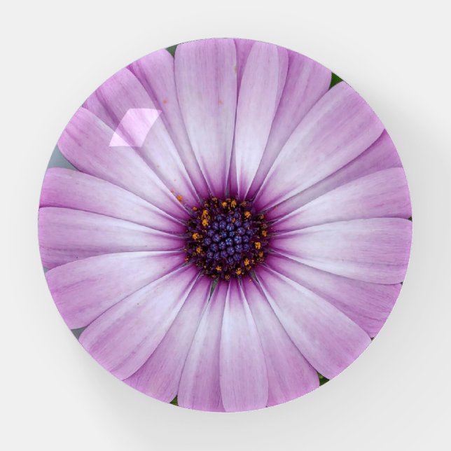 Purple African Daisy paperweight (Front)