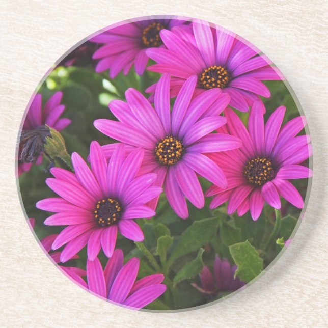 Purple African Daisy Photograph Coaster (Front)