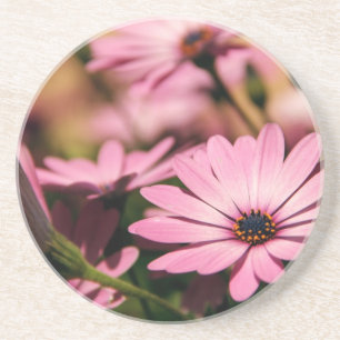 Purple African Daisy Photograph Coaster
