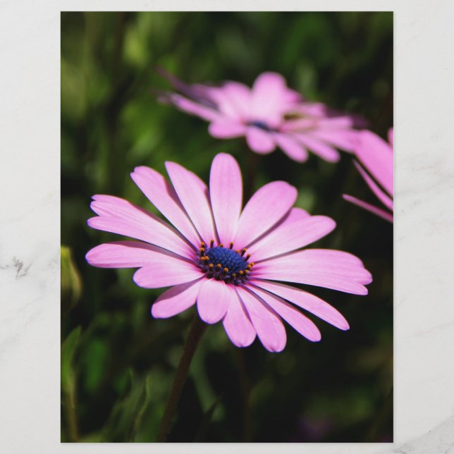 Purple African Daisy Photograph Flyer (Front)