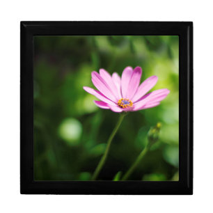 Purple African Daisy Photograph Gift Box
