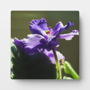 Purple African Violet ~ 5.25 x 5.25 with Easel Plaque