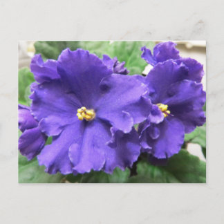 Purple African Violet Flowers Postcard