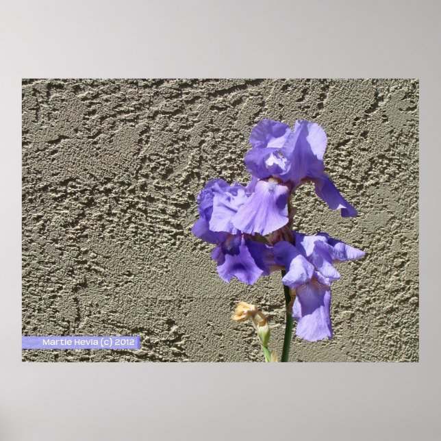 Purple Against the Wall Poster (Front)