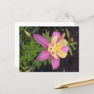 Purple Alaskan Flower Postcard