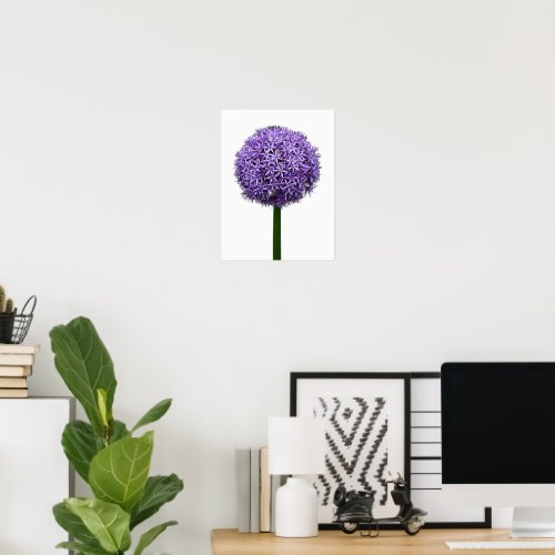 Purple Allium Bloom on White Background Poster
