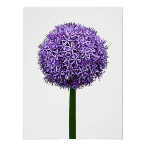 Purple Allium Bloom on White Background Poster