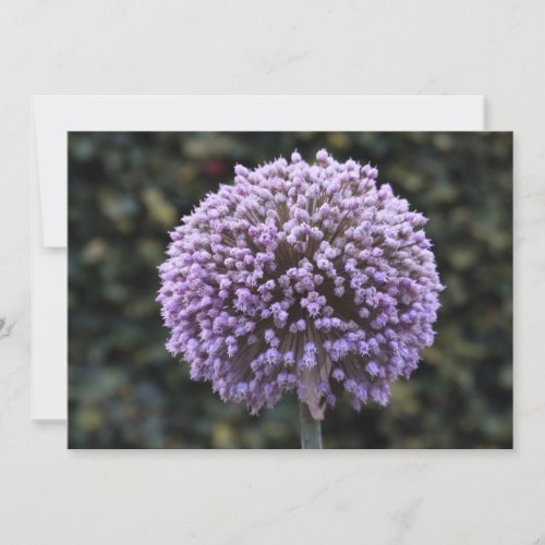 Purple Allium Flower Invitation