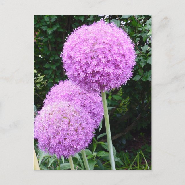 Purple Allium Flower Postcard (Front)