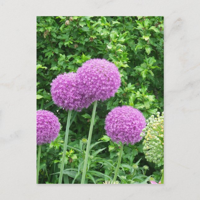Purple Allium Flower Postcard (Front)