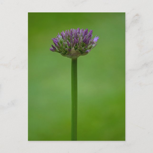 Purple Allium Flower Postcard (Front)