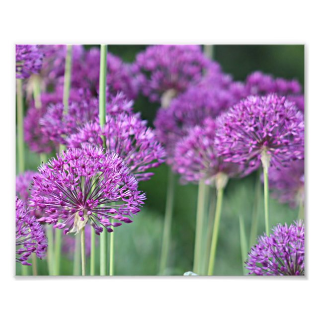 Purple allium flowers photo print (Front)