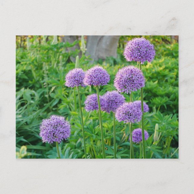 Purple Allium Flowers Postcard (Front)