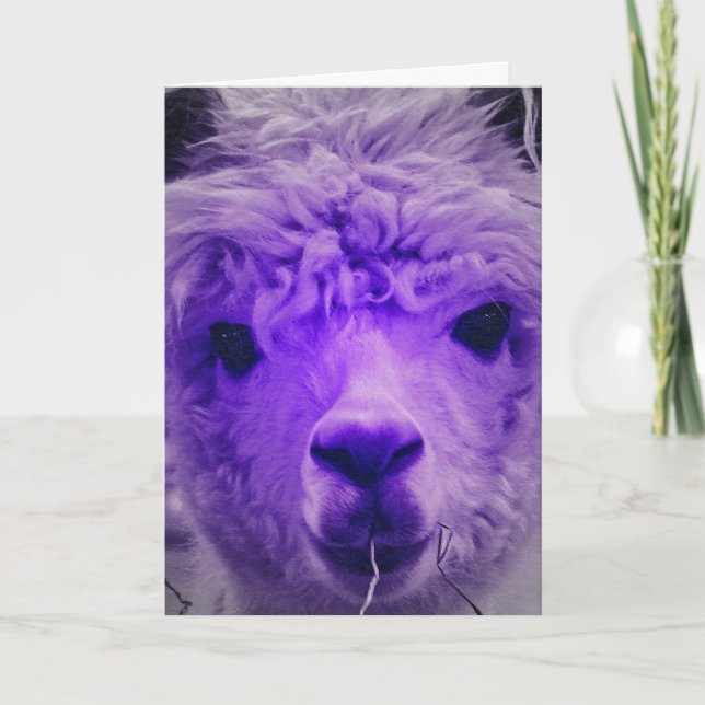 Purple Alpaca, Birthday Card (Front)
