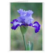 Purple and Blue Tall Bearded Iris Bloom (Front)