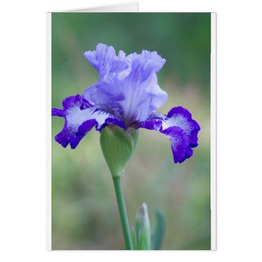 Purple and Blue Tall Bearded Iris Bloom Cards (Front)