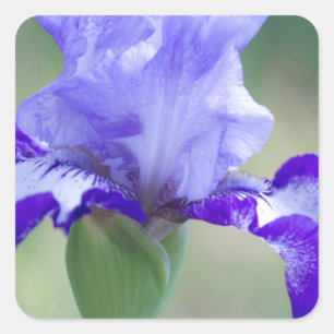 Purple and Blue Tall Bearded Iris Bloom Square Sticker