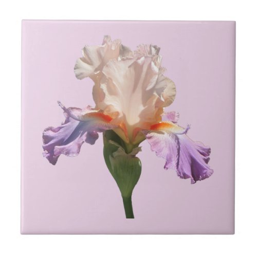 Purple and Cream Blooming Iris Ceramic Tile