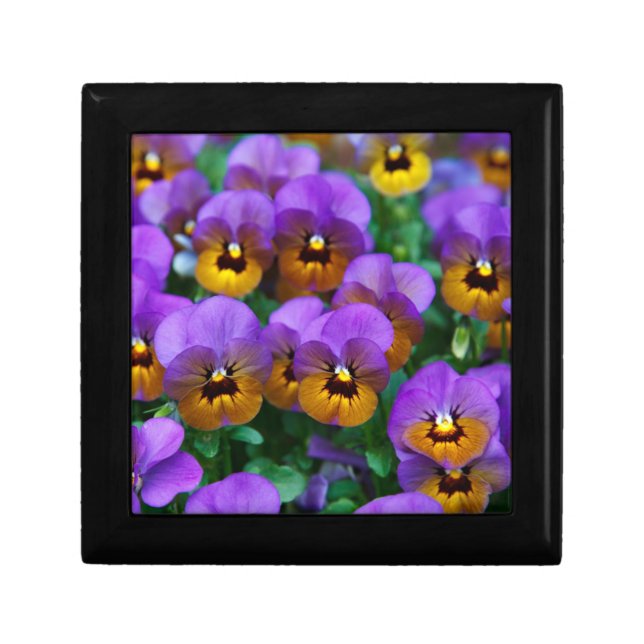 Purple and Gold Pansies Photo Gift Box (Front)