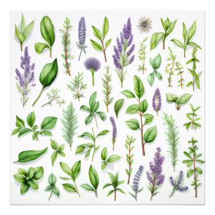 Purple and Green Herbs Photo Print