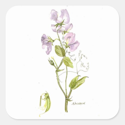 Purple and green watercolor sweet pea square sticker