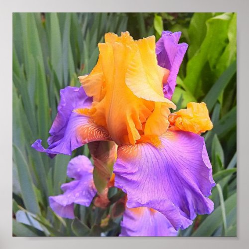 Purple and Orange Bearded Iris Poster