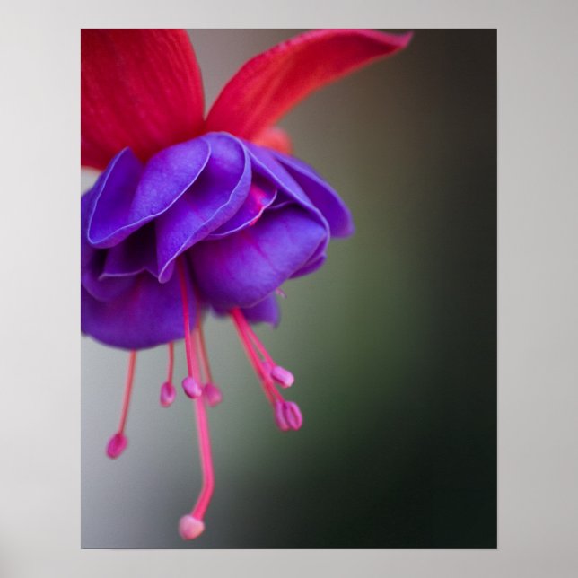 Purple and Red Fuchsia Flower Poster (Front)