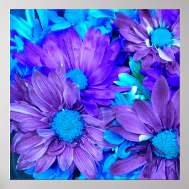 Purple And Turquoise Daisies  Poster (Front)