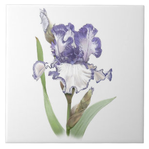 Purple and White Bearded Iris Flower Botanical Art Ceramic Tile