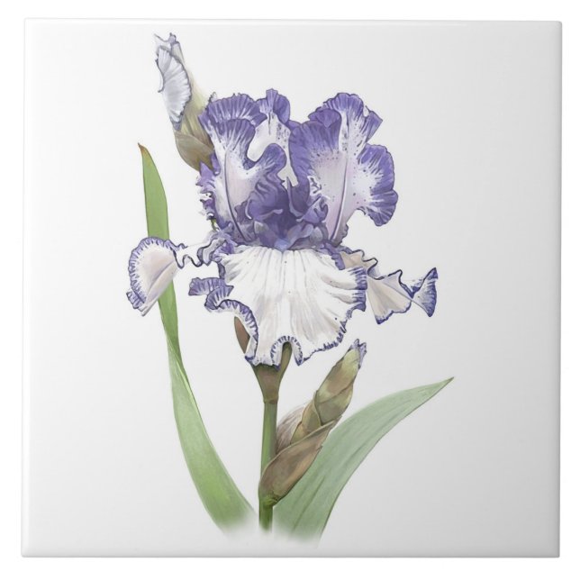 Purple and White Bearded Iris Flower Botanical Art Ceramic Tile (Front)