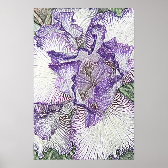 Purple and white bearded iris flower canvas print (Front)