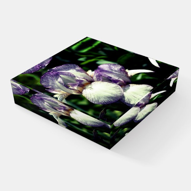 Purple And White Bearded Iris Flower Pair   Paperweight (Angled)