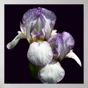 Purple And White Bearded Iris Flower Pair Poster
