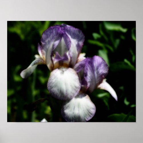 Purple And White Bearded Iris Flower Pair Poster