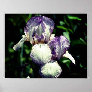 Purple And White Bearded Iris Flower Pair Poster