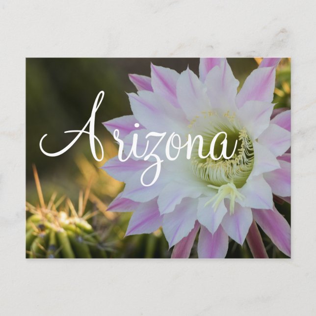 Purple and White cactus flower, Arizona Postcard (Front)