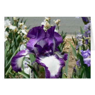 Purple and White Cards