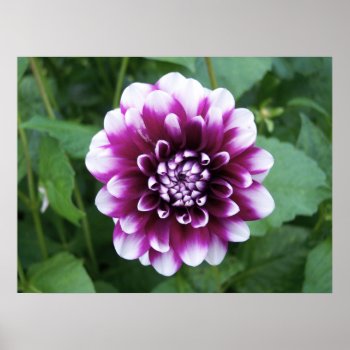 Purple And White Dahlia Poster by northwest_photograph at Zazzle