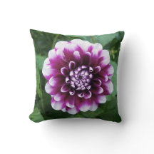 Purple and White Dahlia