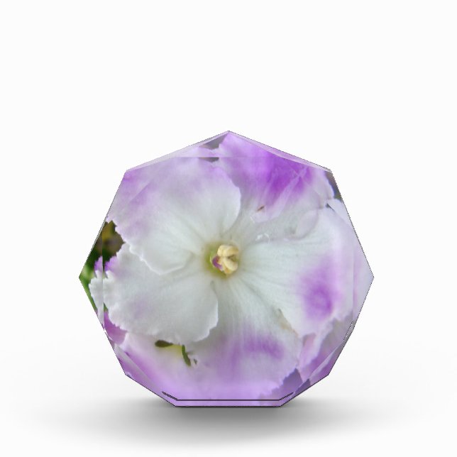 Purple and White Fancy African Violets Award (Front)
