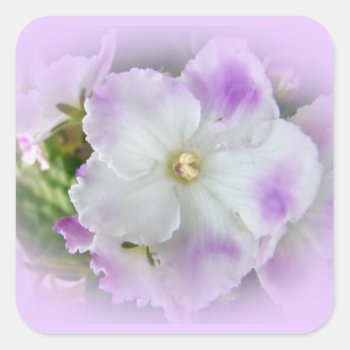 Purple And White Fancy African Violets Square Sticker by CarolsCamera at Zazzle