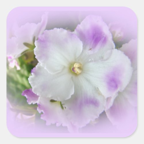 Purple and White Fancy African Violets Square Sticker