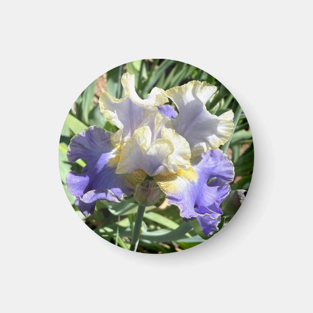 Purple and White Gilded Iris Magnet (Front)