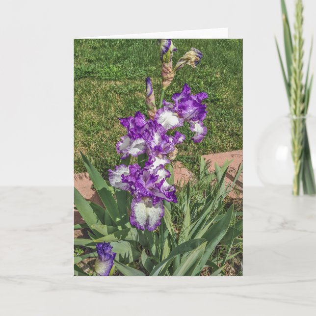 Purple and White Iris - Mother's Day, Get Well Card (Front)