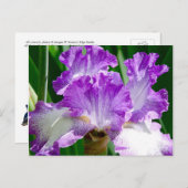 Purple and White Iris Postcard (Front/Back)