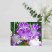Purple and White Iris Postcard (Standing Front)